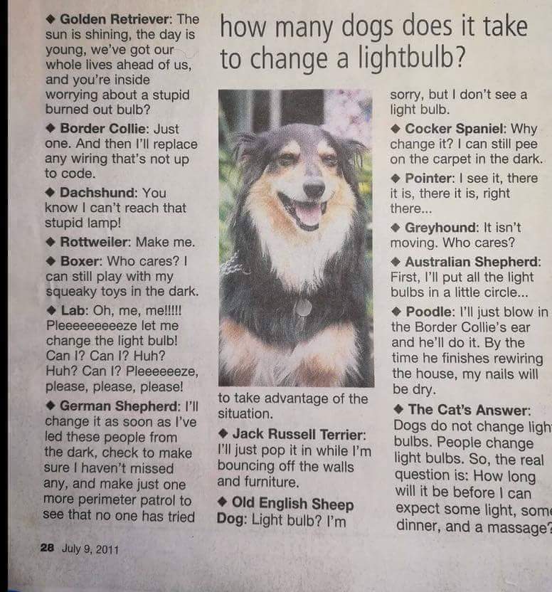 Dogs and Lightbulbs