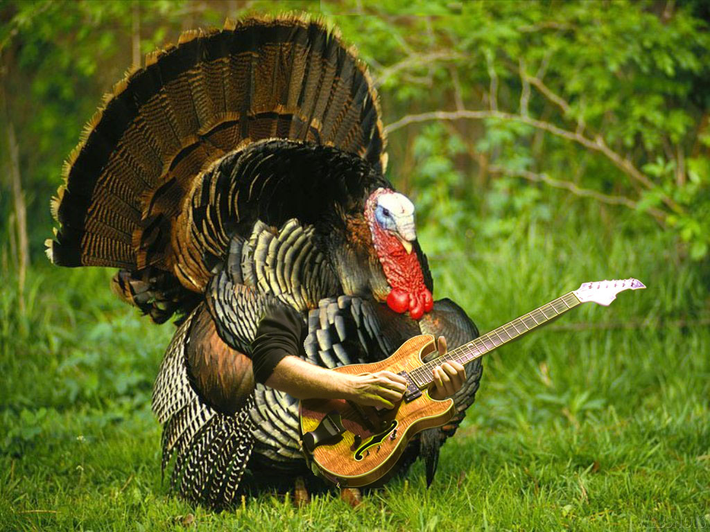 When turkeys rock out on guitar